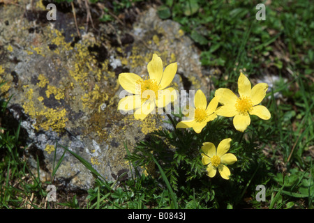 Pasqueflower Pulsatilla alpina Alpine apiifolia (ssp), la floraison Banque D'Images