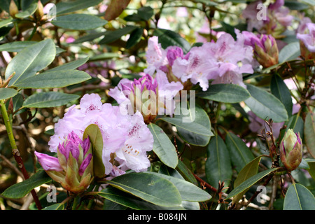 RHODODENDRON SUSAN AGM Banque D'Images