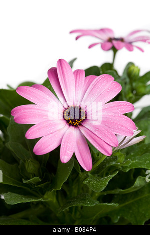 Ostéospermum ou Cape Daisy originaire d'Afrique du Sud qui aime une position ensoleillée Banque D'Images