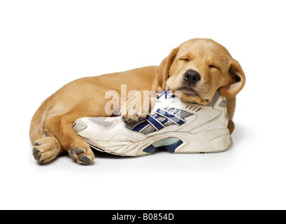 9 semaine vieille croix Labrador chiot Golden Retriever dormant sur une chaussure de course blanc sur fond blanc Banque D'Images