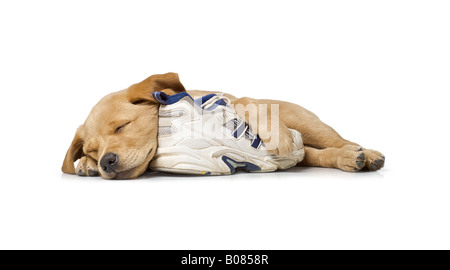 9 semaine vieille croix Labrador chiot Golden Retriever dormant sur une chaussure de course blanc sur fond blanc Banque D'Images