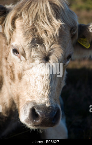 Gold Dun Galloway cown photographié dans le New Forest Hampshire UK Banque D'Images