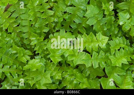 Salade de porc odorant (Aposeris foetida), feuilles vu de dessus Banque D'Images