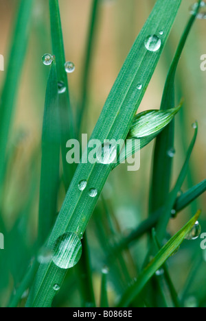 Gouttes d'eau sur des brins d'herbe Banque D'Images