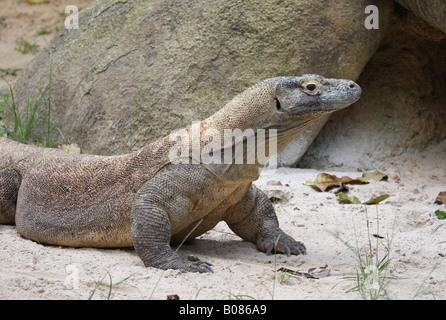 Dragon de Komodo Banque D'Images