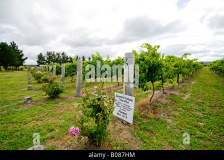 STANTHORPE, Queensland, Australie — des grappes de raisins de vin mûrs sont accrochées aux vignes du domaine vinicole Summit. Le vignoble, situé dans la région de Granite Belt dans le Queensland, met en valeur la capacité de la région à pratiquer la viticulture de climat frais. Banque D'Images