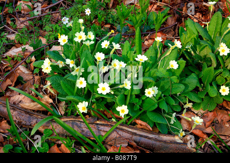 Primrose Primula vulgarisin blanc fleurs générique printemps décor boisé Angleterre Grande-bretagne UK Banque D'Images