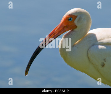 IBIS BLANC SÈCHE DANS LE SOLEIL DU PRINTEMPS APRÈS UNE RECHERCHE POUR POLLYWOGS DANS L'ÉTANG CE LIVESIN Eudocimus albus EN FLORIDE Banque D'Images