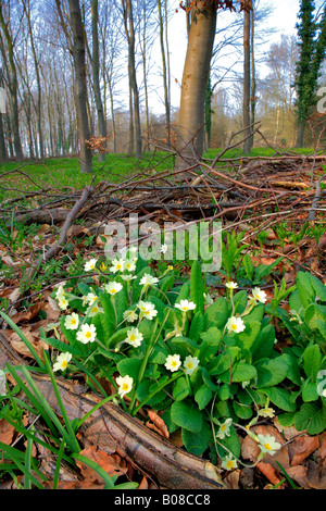 Primrose Primula vulgarisin blanc fleurs générique printemps décor boisé Angleterre Grande-bretagne UK Banque D'Images