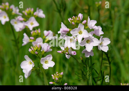 Cuckooflower Cardamine pratensis pré des fleurs d'été en Angleterre Royaume-uni Grande-bretagne générique Banque D'Images