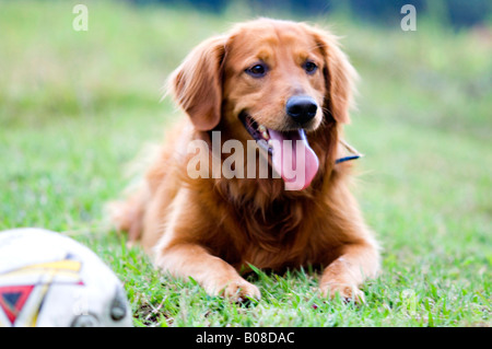 Portrait de Golden Retriever Banque D'Images