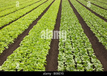 Chou Napa & Le Bok Choy. Banque D'Images