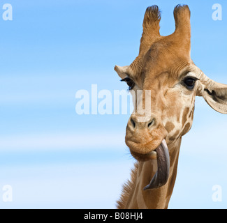 Un gros plan d'une girafe avec sa longue langue out à la stupide beaucoup de chien à l'espace Banque D'Images