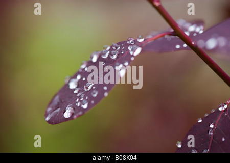 Gouttes de pluie sur feuille de Prunus serrula, fumée bush. Banque D'Images