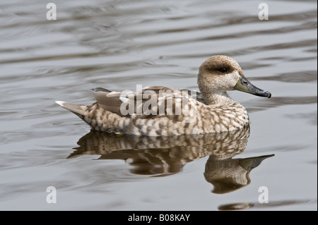 Sarcelle marbrée Marmaronetta angustirostris des profils dans le domaine de l'eau Martin simple Wildfowl and Wetlands Trust Burscough Lancashire UK Avril Banque D'Images