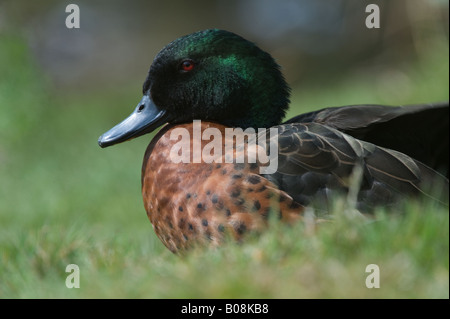 Chestnut Teal Anas castanea mâles adultes Martin simple Wildfowl and Wetlands Trust Burscough Lancashire UK Avril Banque D'Images