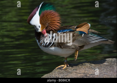 Le Canard Mandarin Aix galericulata lissage mâle avec bold couronne peut être due à une lutte avec un adversaire ou un prédateur Martin simple UK Banque D'Images