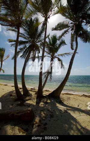 Sur le bord de mer de Blackbird Caye Turneffe Islands Belize Le Belize barrier reef le deuxième plus grand au monde Banque D'Images