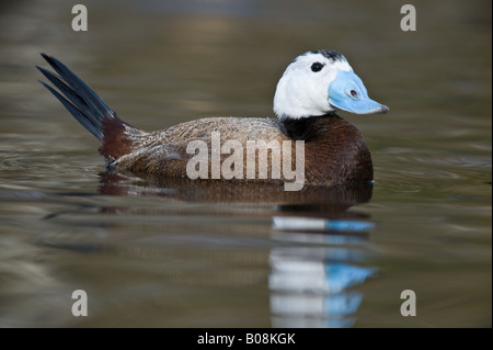 White (Oxyura leucocephala) mâle adulte afficher Martin simple Wildfowl and Wetlands Trust Burscough Lancashire UK Banque D'Images