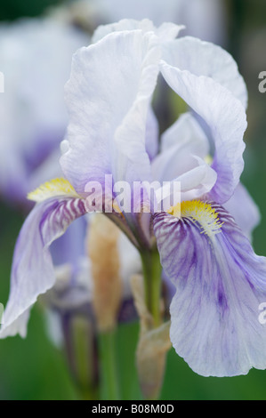 IRIS GERMANICA Banque D'Images