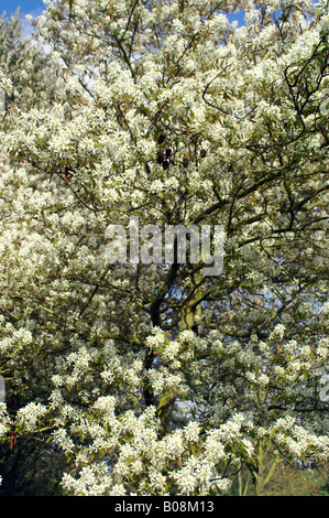 L'AMELANCHIER CANADENSIS SHADBUSH Banque D'Images