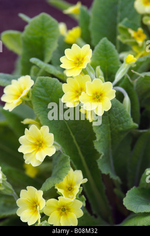 PRIMULA VERIS COUCOU BLEU FLEXIBLE FLEXIBLE DANS Banque D'Images