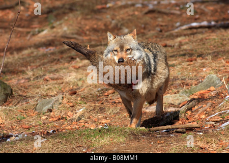 Loup gris ou le loup (Canis lupus) maintenant les proies dans sa bouche Banque D'Images