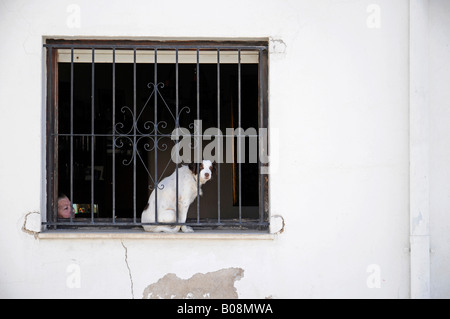 Vieille Femme et chien à la recherche de derrière une fenêtre dans le centre historique de Benissa, Alicante, Costa Blanca, Espagne Banque D'Images