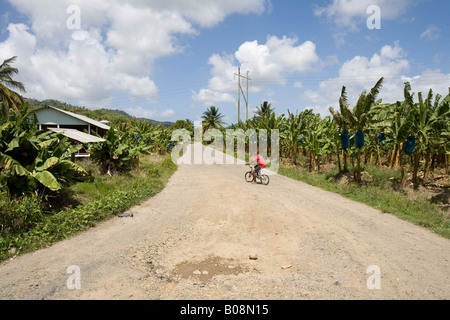 Plantation de bananes, Sainte-Lucie, Caraïbes Antilles Banque D'Images