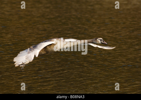 Mute swan (Cygnus olor) cygnet survolant la surface de l'eau Banque D'Images