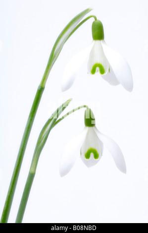 Snowdrop Galanthus nivalis (commune) Banque D'Images