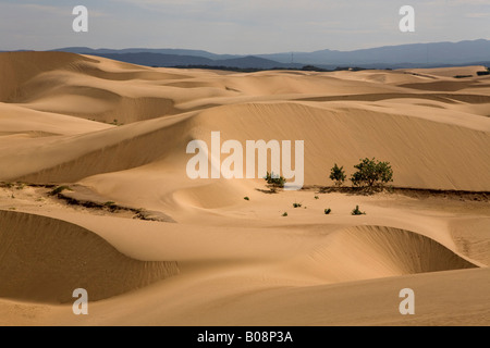 Les sables du désert, la péninsule de Paraguaná, Falcón, Venezuela, Amérique du Sud Banque D'Images