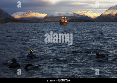 Plongée avec tuba killer whale safari, Norvège, îles Lofoten, Vestvagoya, Skokkelvikoyan Banque D'Images