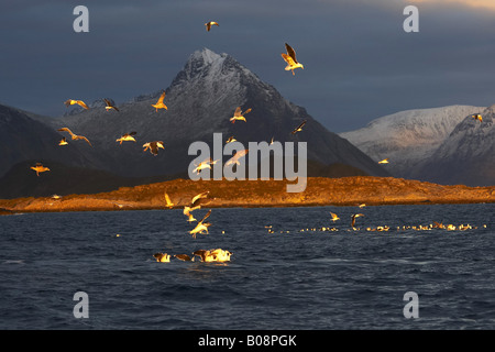 Les goélands (Larinae), les goélands au cours de l'orque la chasse pour le hareng, Norvège, îles Lofoten, Vestvagoya, Skokkelvikoyan Banque D'Images