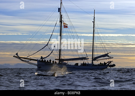 Orca, grand, de l'épaulard (Orcinus orca) grampus, et whale safari boat, Norvège, îles Lofoten, Vagan, Kabelvag Banque D'Images