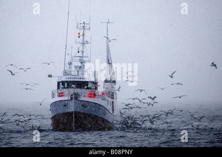 Bateau de pêcheur de hareng, la Norvège, îles Lofoten, Vagan, Henningsvær Banque D'Images