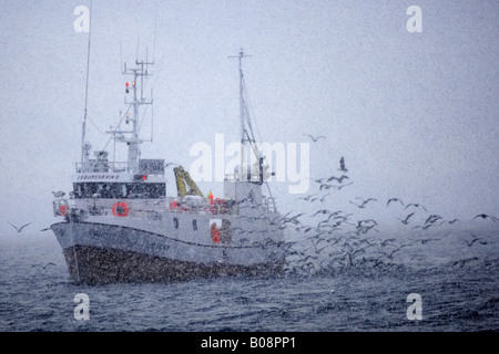 Bateau de pêcheur de hareng, la Norvège, îles Lofoten, Vagan, Henningsvær Banque D'Images