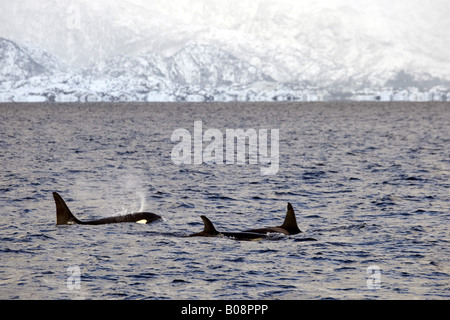 Orca, grand, de l'épaulard (Orcinus orca) grampus, groupe près de la côte, de la Norvège, îles Lofoten, Vestfjorden Banque D'Images