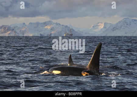 Orca, grand, de l'épaulard (Orcinus orca) grampus, groupe près de la côte, de la Norvège, îles Lofoten, Vestfjorden Banque D'Images