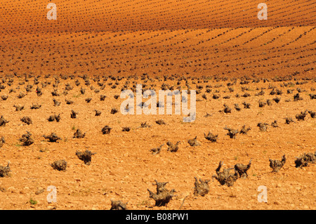 Paysage agricole arides près de Tomelloso, province de Ciudad Real, Espagne Banque D'Images