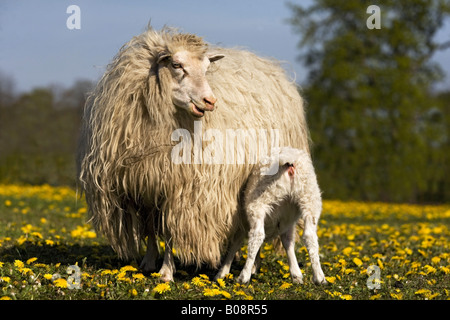 Le mouton domestique (Ovis ammon f. bélier), Femme avec agneau de lait, Moorschnucke, Allemagne, Schleswig-Holstein Banque D'Images