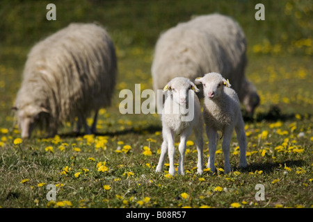 Le mouton domestique (Ovis ammon f. bélier), les agneaux et les adultes sur un pré, Moorschnucke, Allemagne, Schleswig-Holstein Banque D'Images