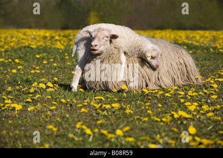 Le mouton domestique (Ovis ammon f. bélier), femme avec de l'agneau sur son arrière' Moorschnucke, Allemagne, Schleswig-Holstein Banque D'Images