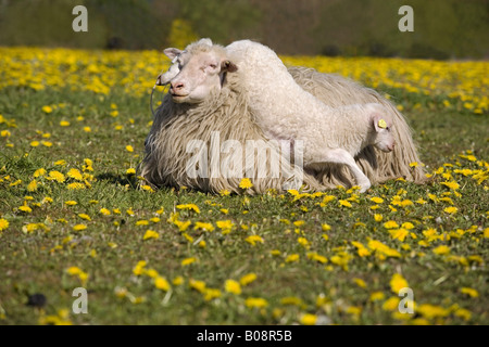 Le mouton domestique (Ovis ammon f. bélier), femme avec de l'agneau sur son arrière' Moorschnucke, Allemagne, Schleswig-Holstein Banque D'Images