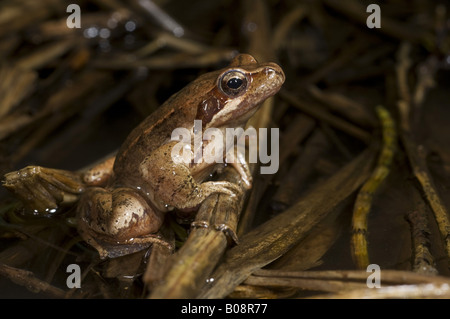 L'Italien grenouille agile (Rana latastei), dans l'étang, Suisse, Tessin Banque D'Images