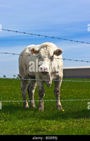 Vache blanche derrière les barbelés Banque D'Images