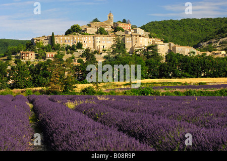 Champ de lavande en face de Banon, Provence, France Banque D'Images