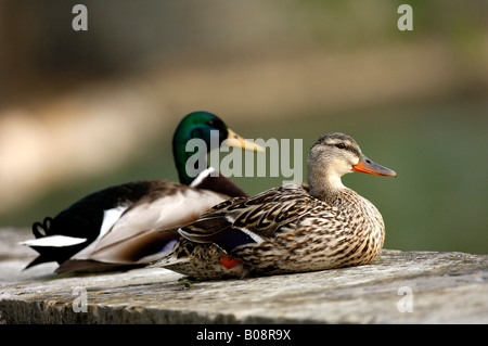 Paire de repos les Canards colverts (Anas platyrhynchos) Banque D'Images