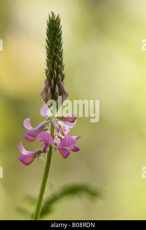 Common sainfoin (Onobrychis viciifolia), inflorescence, Allemagne, Bade-Wurtemberg, NSG Hamberg Banque D'Images