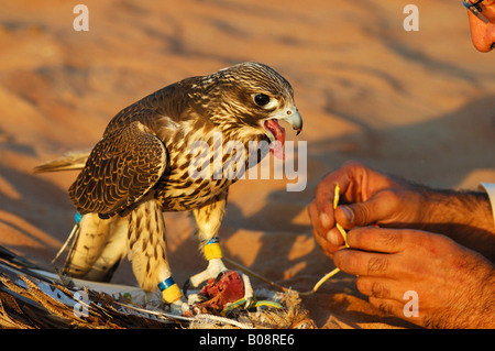 L'alimentation d'un faucon gerfaut, Gyr Falcon (Falco rusticolus), Dubaï, Émirats arabes unis, ÉMIRATS ARABES UNIS, Moyen Orient Banque D'Images